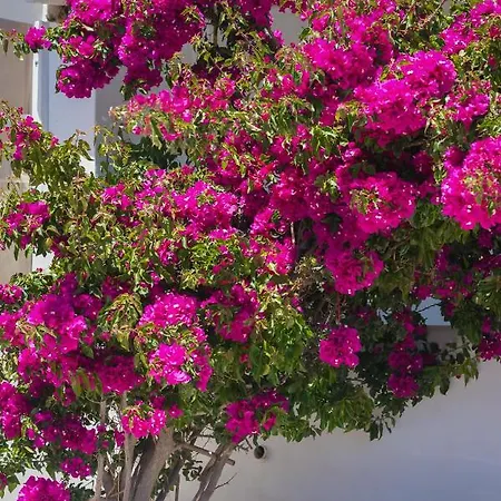 Nocleg ze śniadaniem Dahlia And