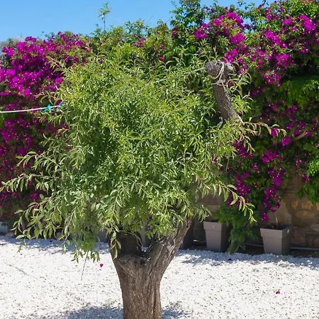 Dahlia And 4* Alikí