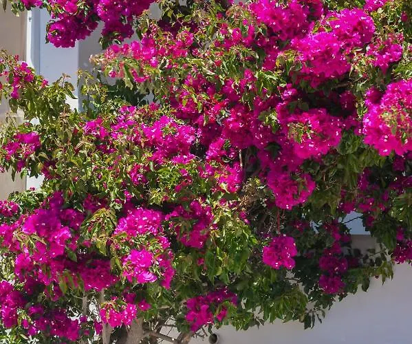 Bed & Breakfast Dahlia And