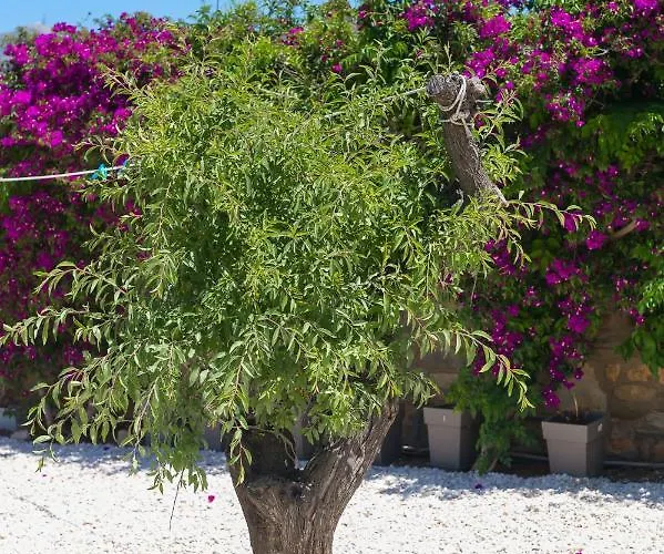 Dahlia And 4* Aliki (Paros)